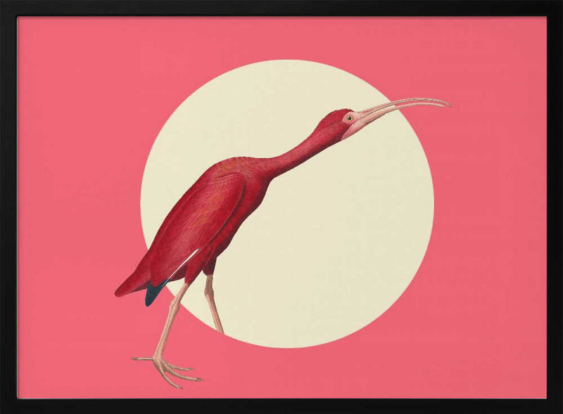 Vibrant Scarlet Ibis