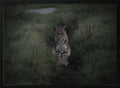 Moody Bobcat Portrait