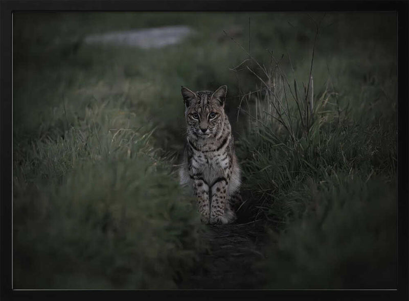 Moody Bobcat Portrait