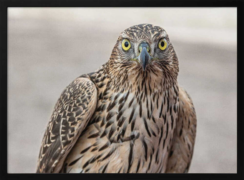 Intense Goshawk Gaze