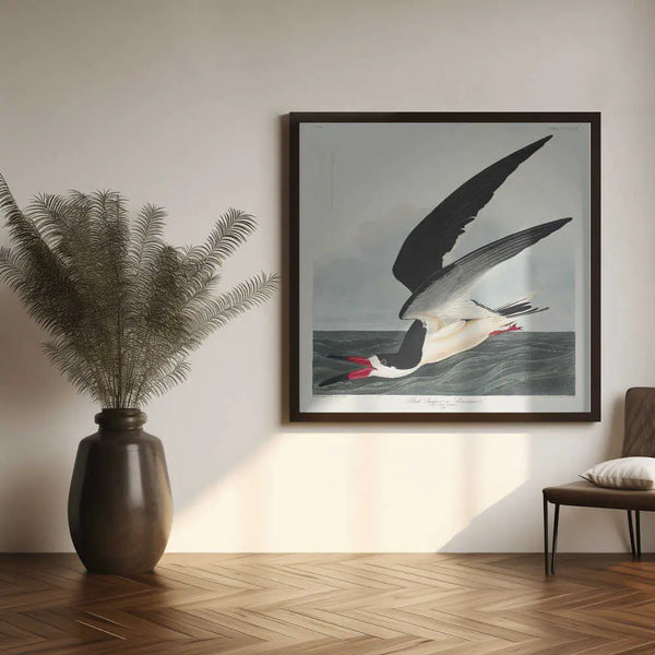 Black Skimmer From Birds of America (1827) John James Audubon