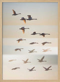 Swans in Golden Light
