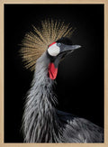 Majestic Crowned Crane