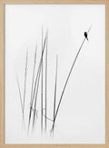 Graceful Reed Bird