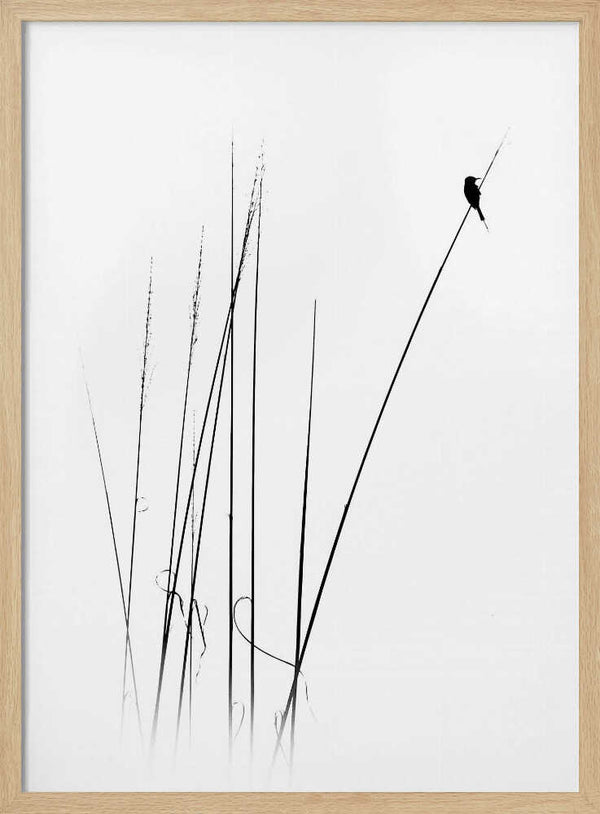 Graceful Reed Bird