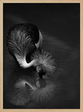 Elegant Crane Reflection
