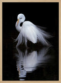 Graceful Egret Reflection
