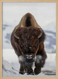 Bison Winter Walk