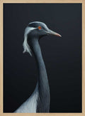 Demoiselle Crane Profile