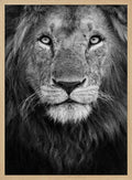 Majestic Lion Portrait