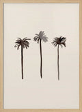 Tropical Palm Silhouettes