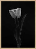 Monochrome Tulip Elegance
