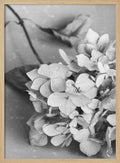 Monochrome Hydrangea Still Life