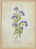 Purple Oregano Botanical