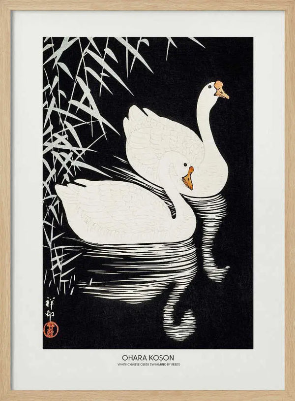 White Chinese Geese Swimming by Reeds Ohara Koson