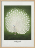 Peacock - Wide