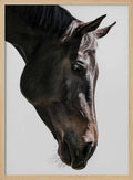 Gentle Equine Gaze
