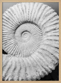 Ancient Spiral Dreams