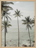 Tropical Dreams