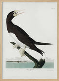 Booby Gannet From Birds of America (1827)