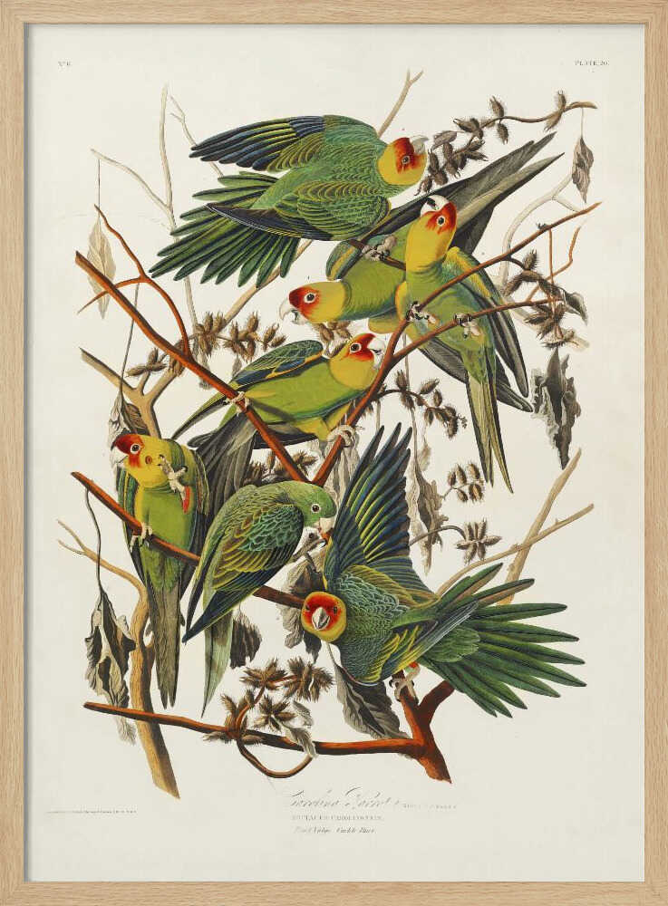 Carolina Parrot From Birds of America (1827)