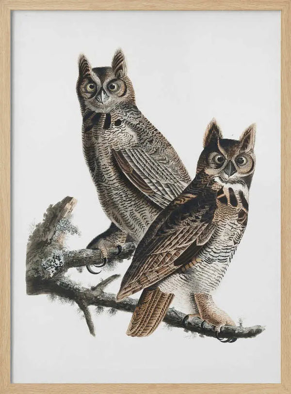 Great Horned Owl From Birds of America (1827) John James Audubon