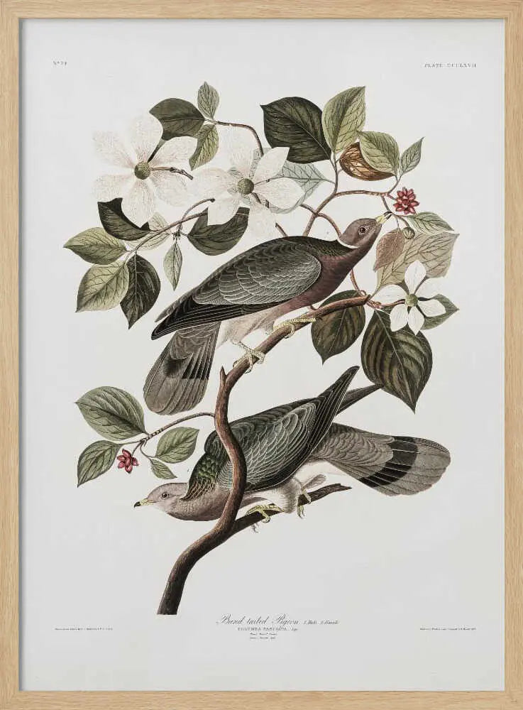 Brand Tailed Pigeon From Birds Of America (1827) John James Audubon