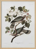 Brand Tailed Pigeon From Birds Of America (1827)