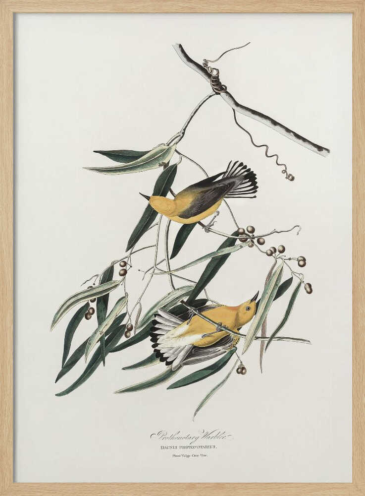 Prothonotary Warbler From Birds of America (1827)