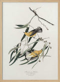 Prothonotary Warbler From Birds of America (1827)