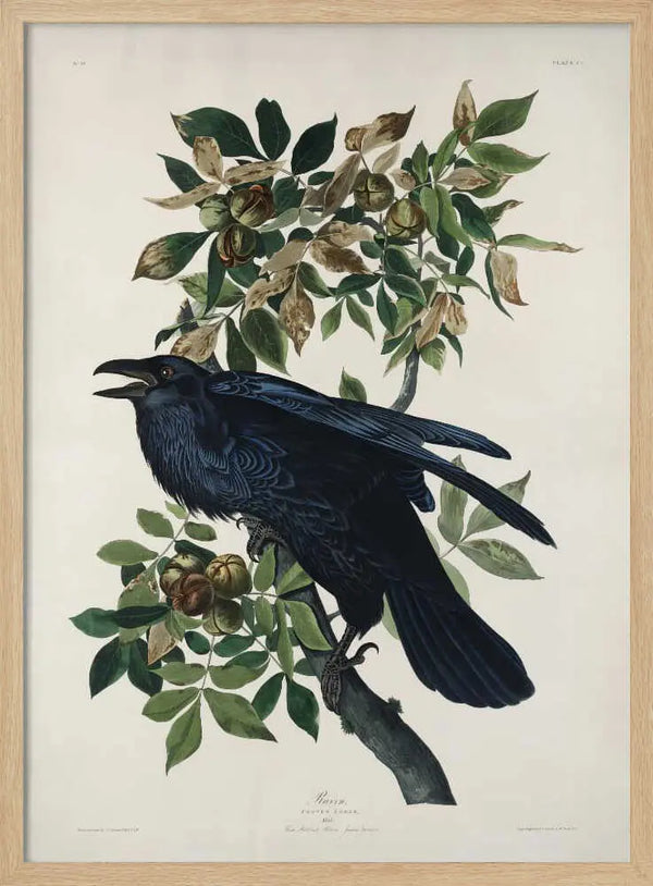 Raven From Birds of America (1827) John James Audubon