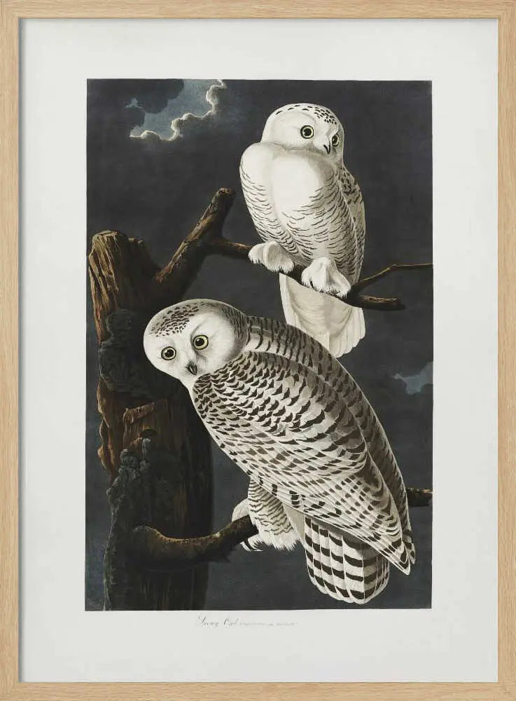 Snowy Owl From Birds of America (1827) John James Audubon