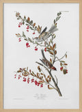 Tree Sparrow From Birds of America (1827)