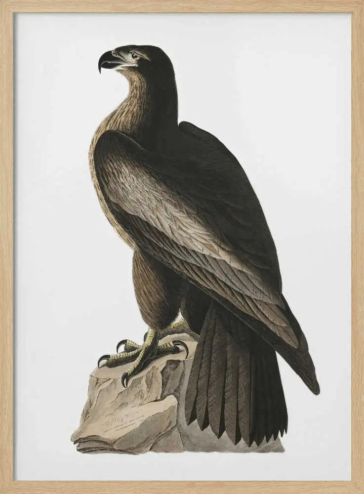 Great American Sea Eagle From Birds of America (1827) John James Audubon