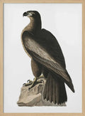 Great American Sea Eagle From Birds of America (1827)