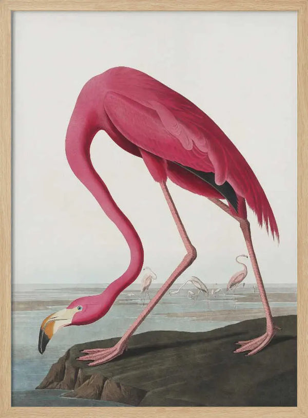 Pink Flamingo Ii From Birds of America (1827) John James Audubon