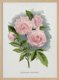 Pink Rose, Clothilde Soupert Lithograph