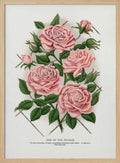 Pink Rose, Gem of the Prairie Lithograph