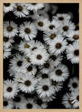 Tiny Flowers 3