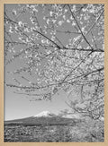 Mount Fuji Cherry Spring
