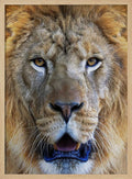 Majestic Lion Gaze