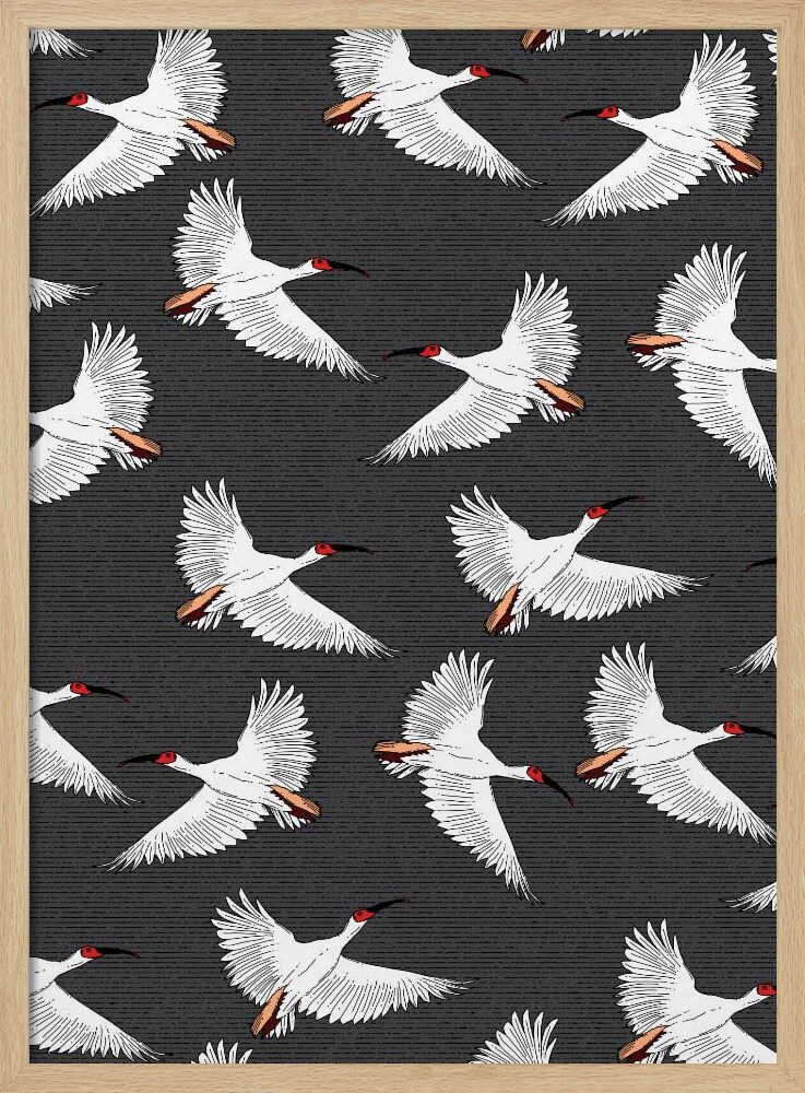 Graceful White Birds Flying Nicholas