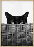 Peeking Cat Eyes