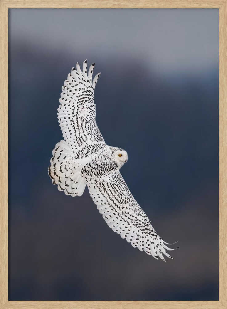 Majestic Snowy Owl Flight Art Print UK — Dark Moody Dark Wall Art — Living Room — Wall It All Prints