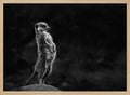 Watchful Meerkat Standing