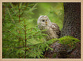 Watchful Forest Owl