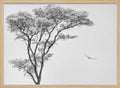 Tree and Bird Flight