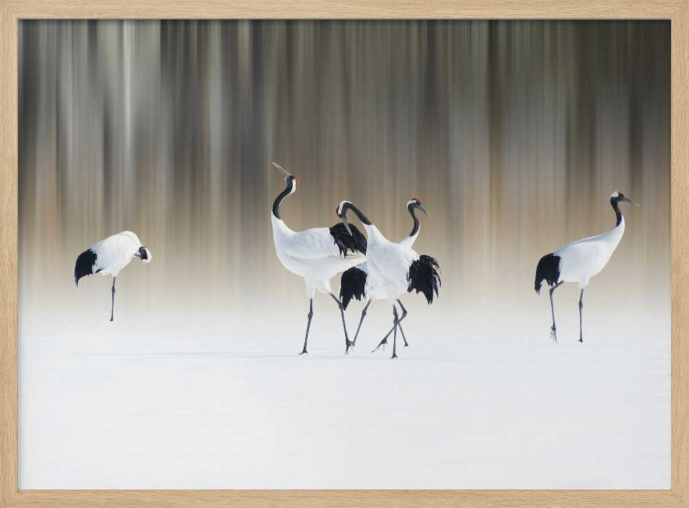 Graceful Cranes in Snow Art Print UK — Japanese Calm Wall Art — Living Room — Wall It All Prints