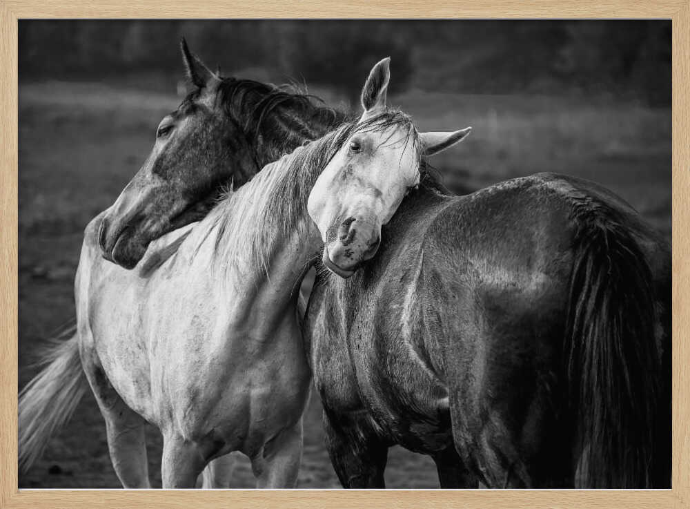 Gentle Horse Bond Art Print UK — Dark Moody Calm Wall Art — Living Room — Wall It All Prints