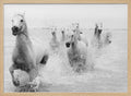 Wild White Horses Running